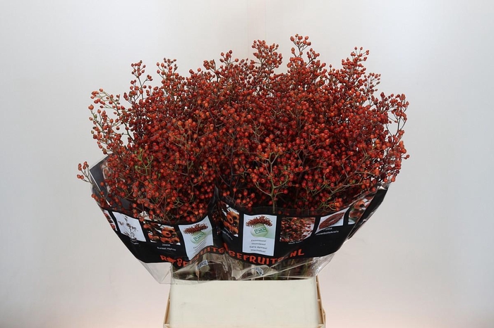 <h4>ROSA OUVERTURE</h4>