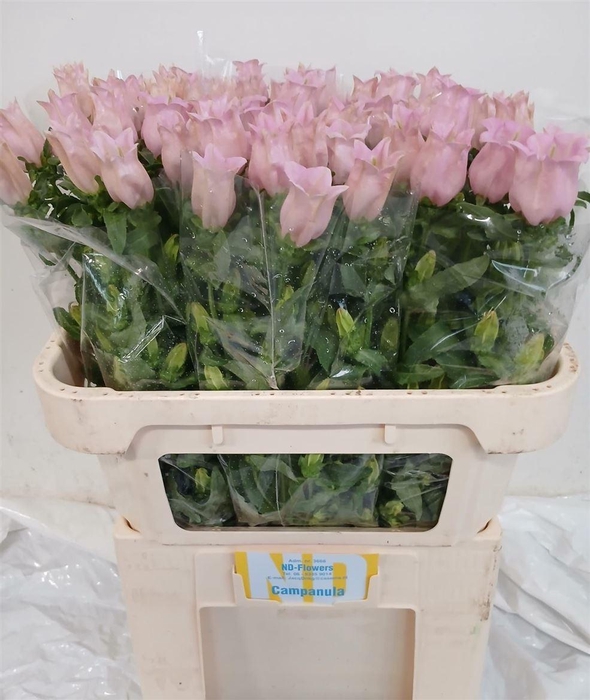 <h4>Camp M Pearl Pink</h4>