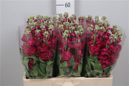 <h4>Matth Centum Red</h4>