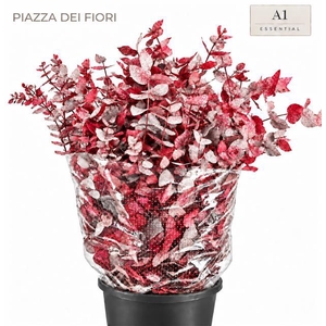 Euc. Cinerea Painted Premium Picasso Red