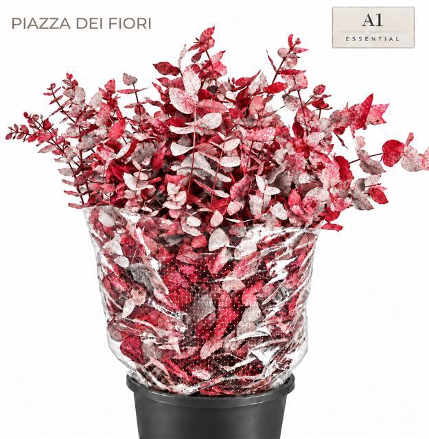 <h4>Euc. Cinerea Painted Premium Picasso Red</h4>
