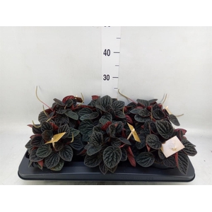 Peperomia