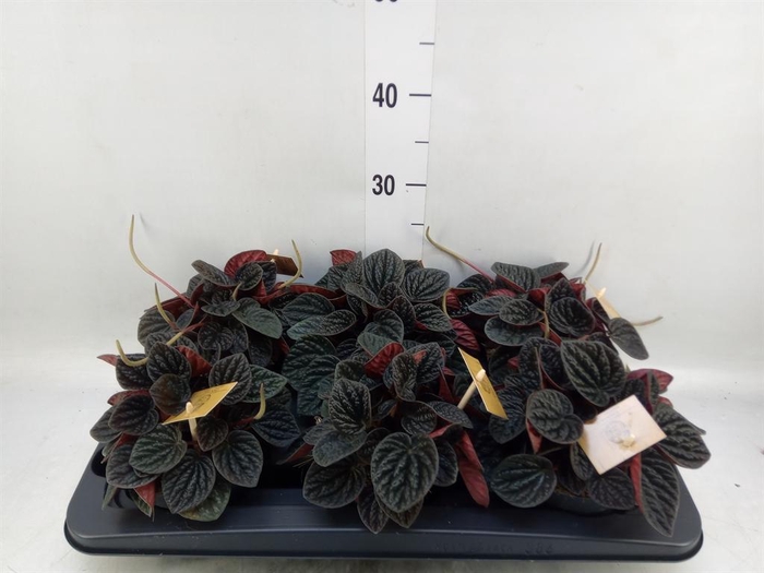 <h4>Peperomia</h4>