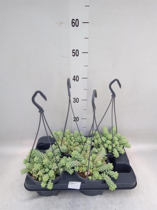 <h4>Sedum burrito</h4>