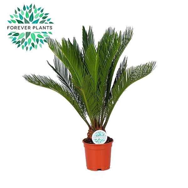 <h4>Cycas Revoluta p17</h4>