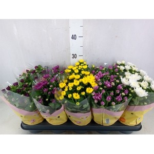 Chrysanthemum   ..mix 7