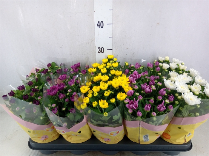 <h4>Chrysanthemum   ..mix 7</h4>