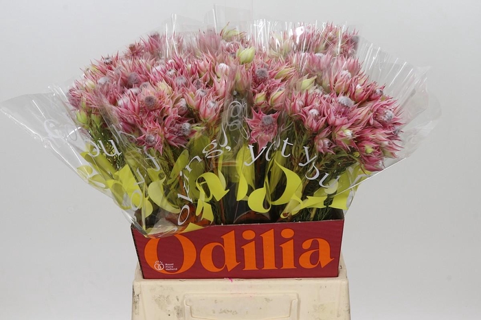 <h4>Blushing Bride Pink 2/5 Flowers</h4>