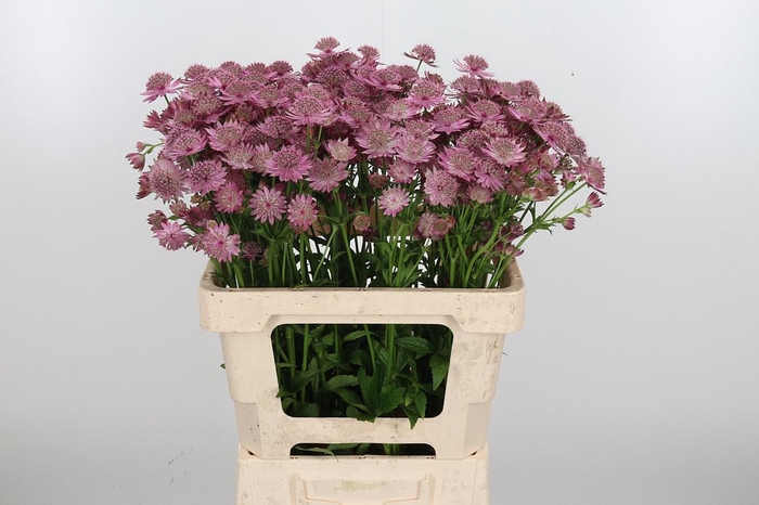 <h4>Astr Pink Pride</h4>