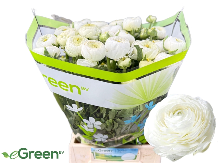 <h4>RAN AM WHITE</h4>