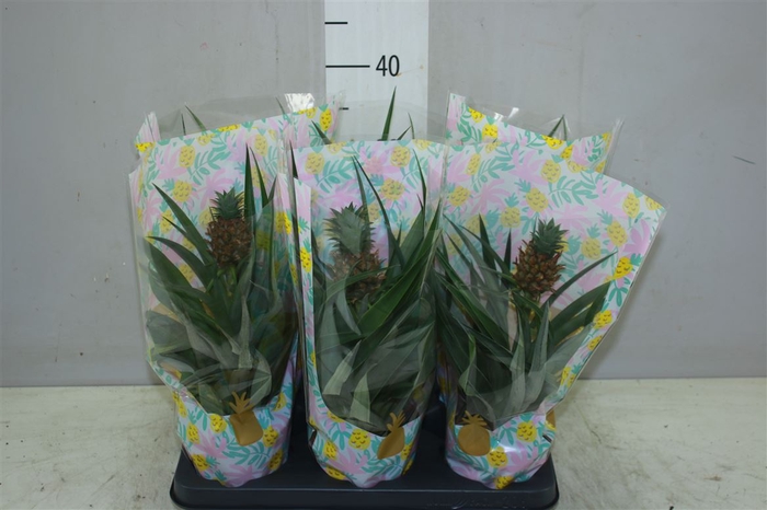 <h4>Ananas Mi Amigo</h4>