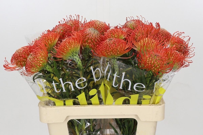 <h4>LEUCO CO SUCCESSION</h4>