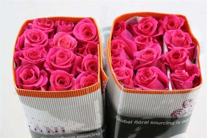 <h4>R Gr Pink Floyd</h4>