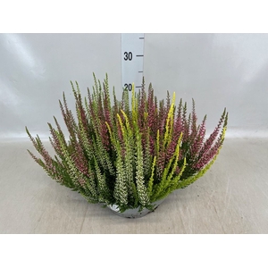 Calluna vulg. 'Beauty L'  ..mix 3/p