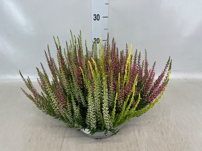 <h4>Calluna vulg. 'Beauty L'  ..mix 3/p</h4>