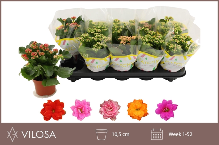 <h4>KAL GE GEM 5 KL</h4>