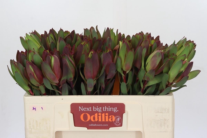 Leucadendron Senorita