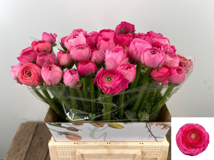 <h4>RAN EL DARK PINK</h4>