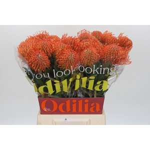 Nutans Ayoba Mandarin Zest