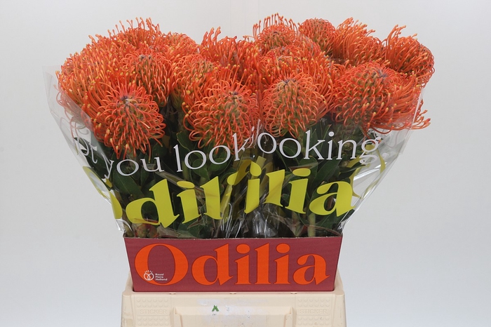 <h4>Nutans Ayoba Mandarin Zest</h4>
