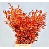 Ruscus Preserved Orange