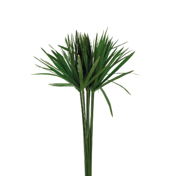 <h4>Papyrus Green</h4>