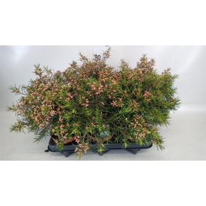 Chamelaucium unci.   ...