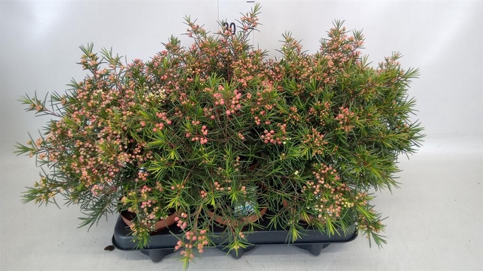 <h4>Chamelaucium unci.   ...</h4>