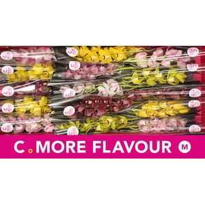 Mini cymbidium 'Mix' 50 cm