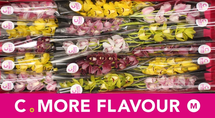 <h4>Mini cymbidium 'Mix' 50 cm</h4>