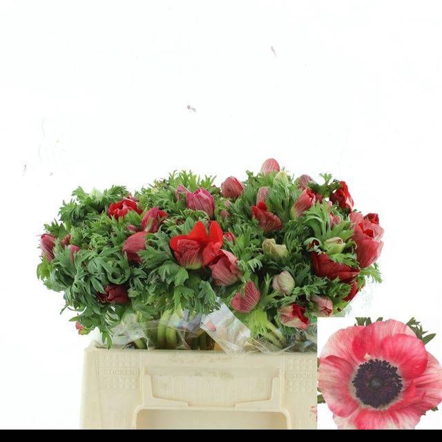 <h4>ANEM CO MIS + RED</h4>