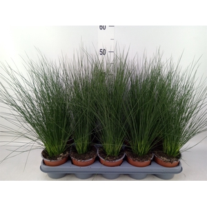 Juncus  'Pencil Grass'