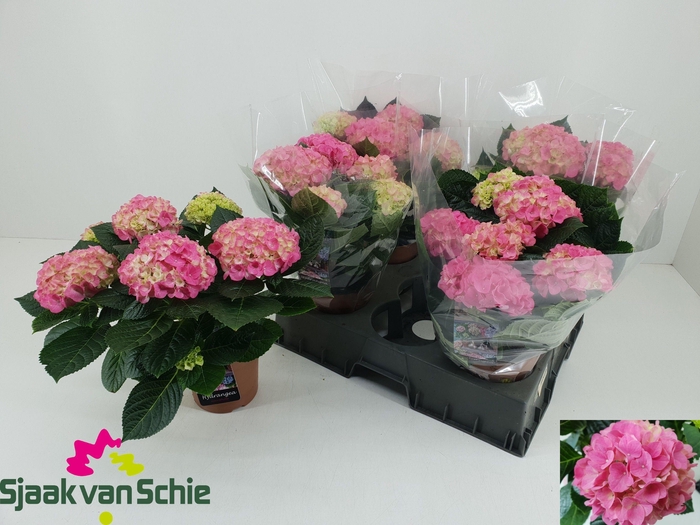 <h4>HYDR M HI MEADOW</h4>