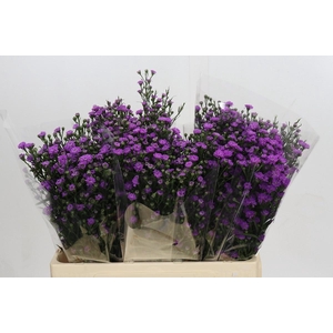 AST ASTEE M BABY PIN