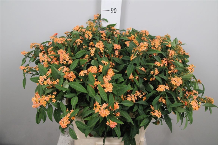 <h4>Euph F T Sunstream</h4>