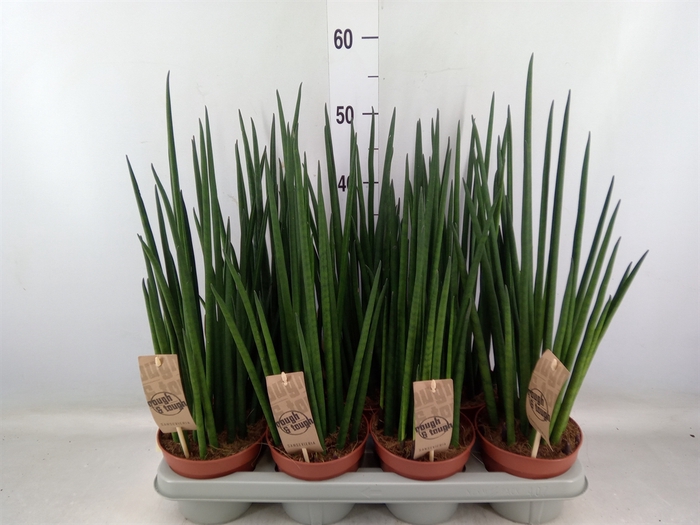 <h4>Sansevieria bacularis</h4>