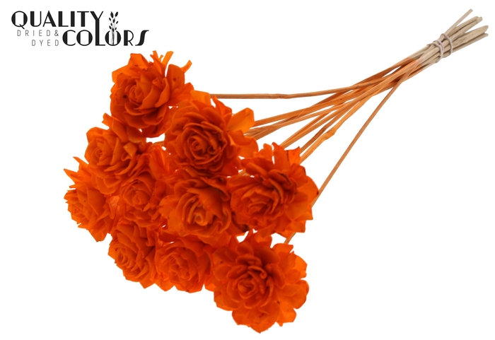 Shola Beauty Rose 6cm on stem Orange
