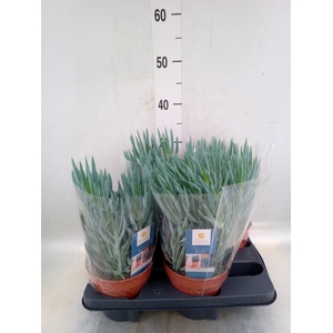 Curio ficoides 'Blues'