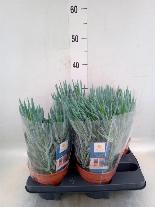 <h4>Curio ficoides 'Blues'</h4>