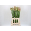 Nerine Vesta K