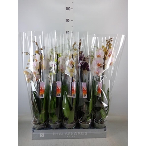 Phalaenopsis   ...mix  5
