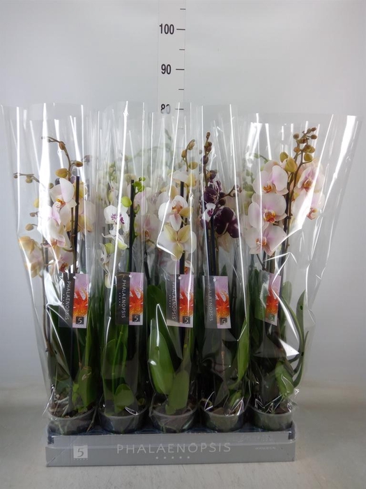 <h4>Phalaenopsis   ...mix  5</h4>