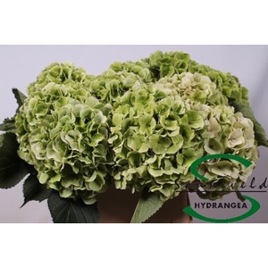 HYDR M CH VERENA CL