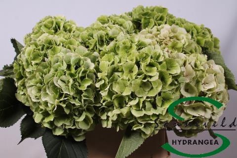 <h4>HYDR M CH VERENA CL</h4>