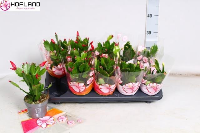 <h4>SCHLUMB GEM 2 KL</h4>