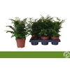 Adiantum Ra Fritz-luthi
