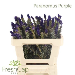 Paranomus Purple