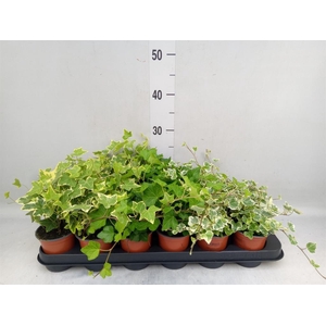 Hedera helix   ...mix 3