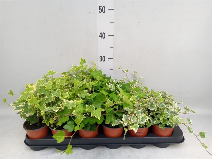 <h4>Hedera helix   ...mix 3</h4>