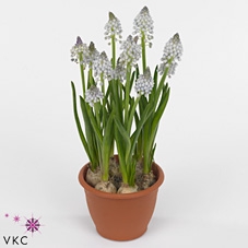 Muscari  'Magic Ocean'